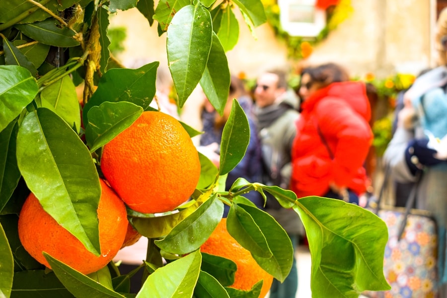 san-valentino-vico-del-gargano-arance-04 San Valentino a Vico del Gargano: la festa dell'amore e delle arance